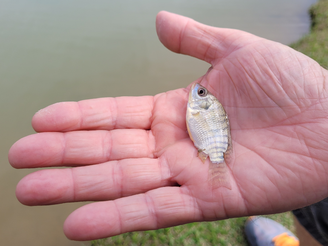 Tilapia Juveniles