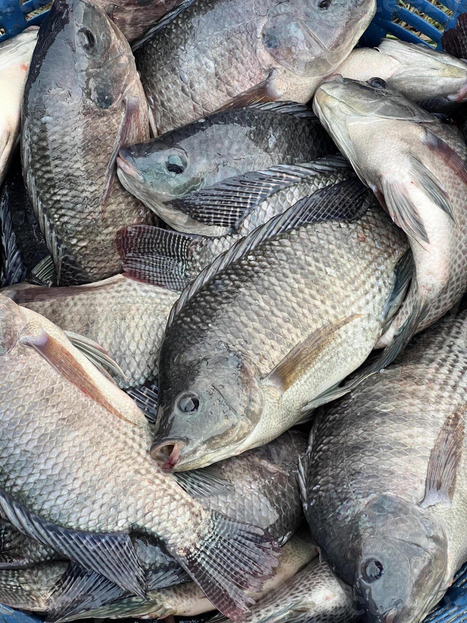 Tilapia Hatchery Facility